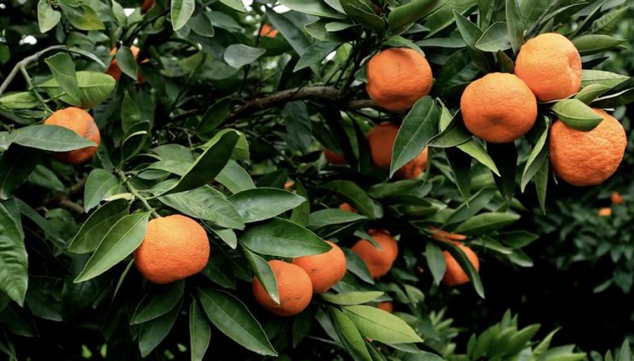 Article: When Selecting a Value Manager, Should You Focus on Dividends or Total Return?