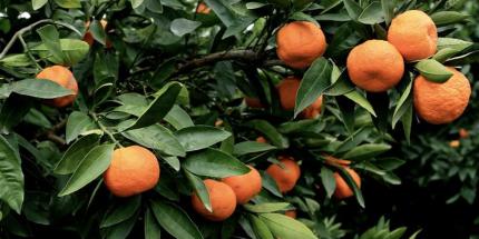 Article: When Selecting a Value Manager, Should You Focus on Dividends or Total Return?