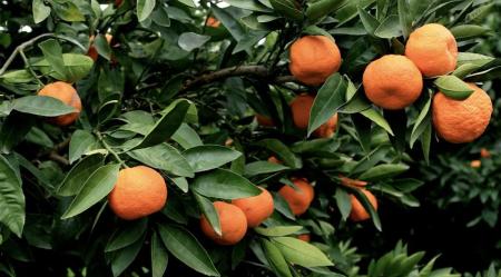 Article: When Selecting a Value Manager, Should You Focus on Dividends or Total Return?