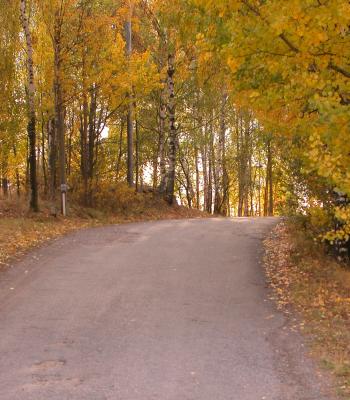 Autumn Road