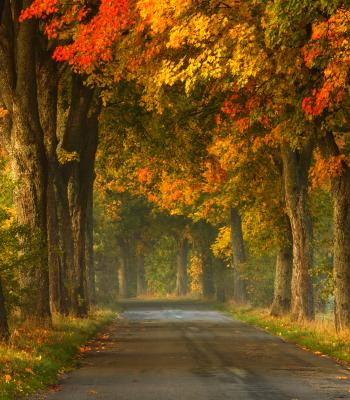 Path through Autumn Trees