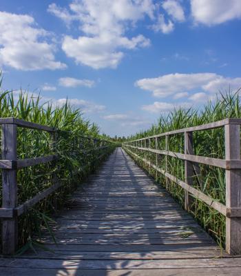 Wooden walk way